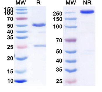 Volociximab Chimeric Monoclonal Antibody