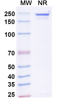 Human α4β7/LPAM-1/αEβ7 Reference Antibody (Etrolizumab, RUO)