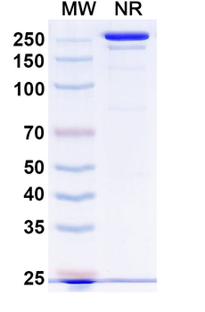 Tadocizumab Human Monoclonal Antibody