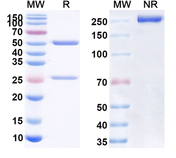 Dacetuzumab Human Monoclonal Antibody
