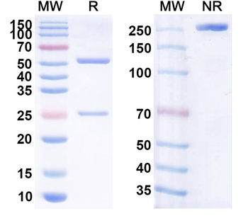 Lucatumumab Human Monoclonal Antibody