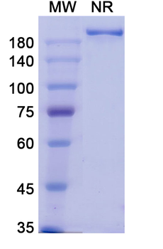 Naratuximab Chimeric Monoclonal Antibody