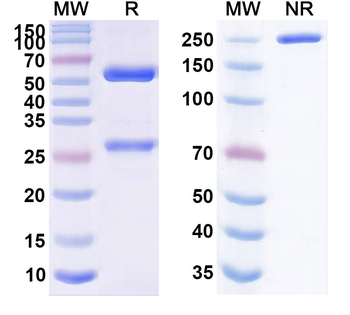 Lintuzumab Human Monoclonal Antibody