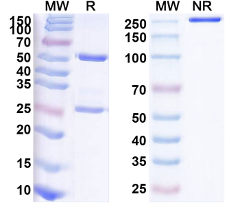 Varlilumab Human Monoclonal Antibody