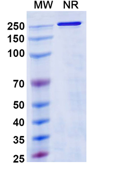 Odronextamab Human Monoclonal Antibody