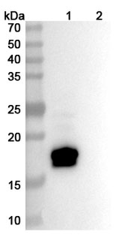 Glofitamab Human Monoclonal Antibody