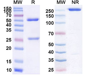 Ripertamab Chimeric Monoclonal Antibody