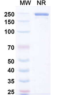 Ublituximab Chimeric Monoclonal Antibody