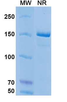 Coltuximab Chimeric Monoclonal Antibody