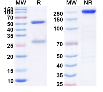 Priliximab Chimeric Monoclonal Antibody