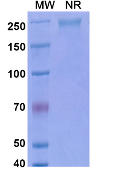 Keliximab Chimeric Monoclonal Antibody