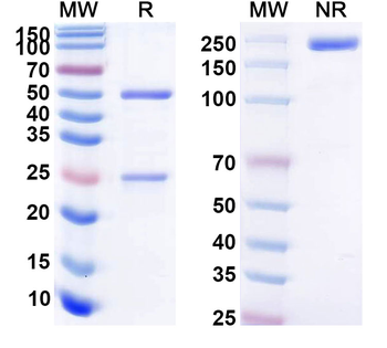 Clenoliximab Chimeric Monoclonal Antibody