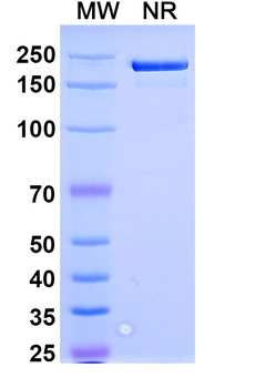 Spesolimab Human Monoclonal Antibody