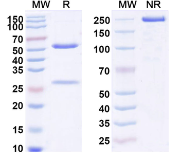 Human CXCL10/IP-10 Reference Antibody (Eldelumab, RUO)