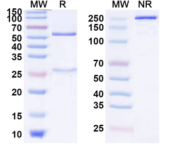 Carlumab Human Monoclonal Antibody