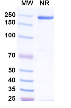 Afelimomab Mouse Monoclonal Antibody