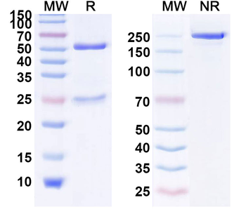 Faralimomab Mouse Monoclonal Antibody