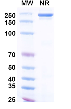 Itepekimab Human Monoclonal Antibody