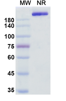 Perakizumab Human Monoclonal Antibody