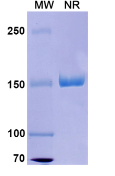 Dectrekumab Human Monoclonal Antibody