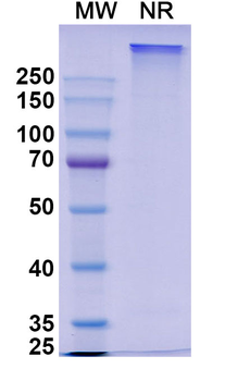 Romilkimab Human Monoclonal Antibody