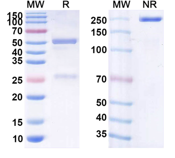 Tralokinumab Human Monoclonal Antibody