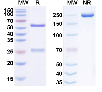 Lebrikizumab Human Monoclonal Antibody