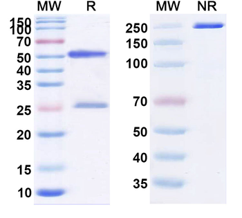 Pascolizumab Human Monoclonal Antibody