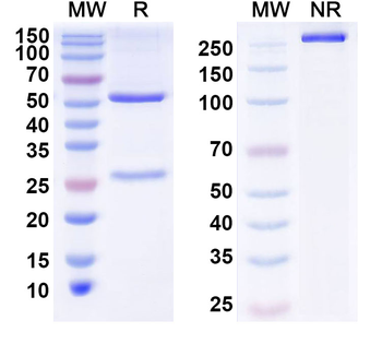 Siltuximab Non-Neutralizing Antibody