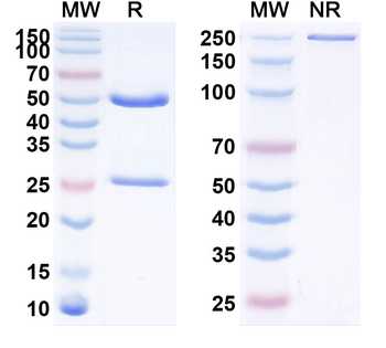 Siltuximab Non-Neutralizing Antibody
