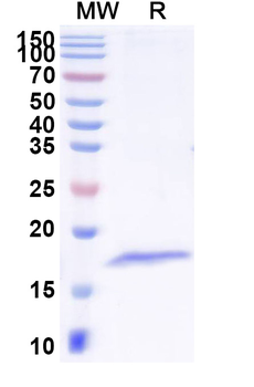 Common timothy PHLPIV/Phl p 4 Nanobody Antibody