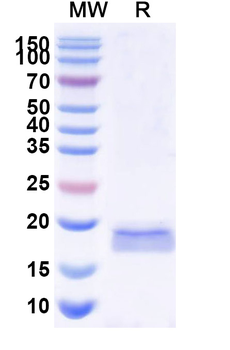 Common timothy PHLPVI/Phl p 6 Nanobody Antibody
