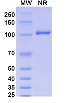 HPV16 E6/Protein E6 Antibody