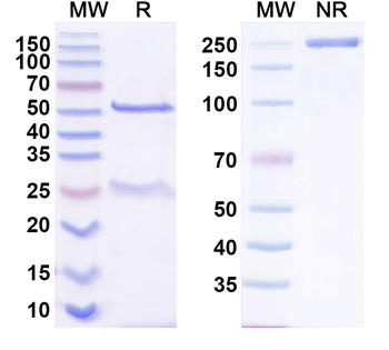Closed State MBP tag Antibody