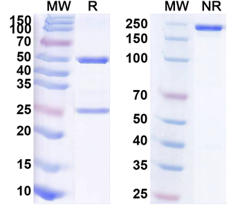 Open State MBP tag Antibody