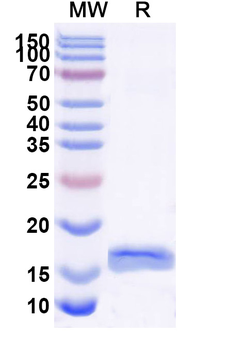 DNA G-quadruplex Structures Nanobody Antibody