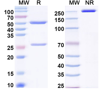 Ara h 2 Antibody