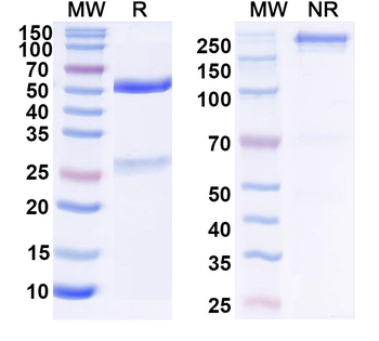 Ara h 2 Antibody