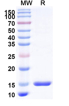 MoonTag (KNEQELLELDKWASL) Nanobody Antibody