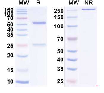SNV Glycoprotein Gn Antibody