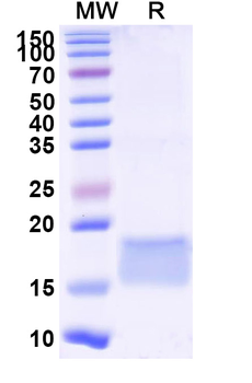 Human CD85a/LILRB3 Nanobody Antibody