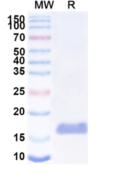 Human LGR4 Nanobody Antibody