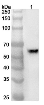 EPX Polyclonal Antibody