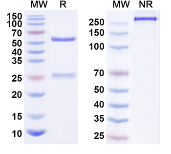 Mouse CD304/NRP1 Antibody