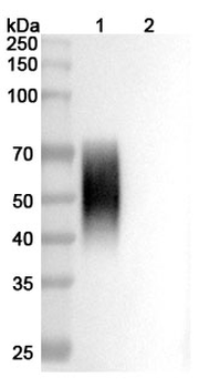 Human CD86/B7-2 Antibody