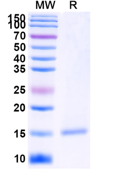 Human FOLH1/PSMA Nanobody Antibody