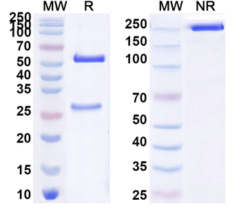 HAstV-2 Spike Protein Antibody