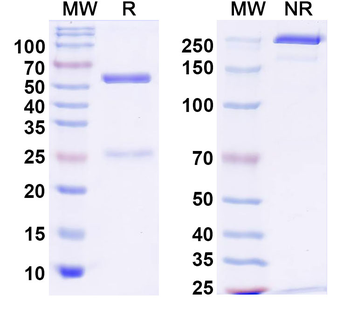 Human IL10 Antibody
