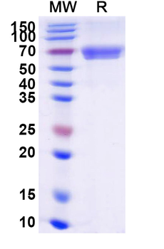 Recombinant Human CD40/TNFRSF5 Protein, C-Fc