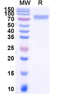 Recombinant Mouse CD80 Protein, C-Fc